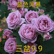 浩田花苑欧月季蓝色风暴蓝色丰花浓香花苗阳台盆栽玫瑰花小苗