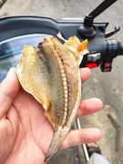 石斑鱼干广西北海特产海鲜干货，咸鱼干500g
