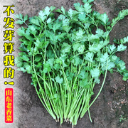 四季香菜籽种农家小叶香菜种子，盆栽蔬菜种籽春季阳台芫荽菜种籽孑