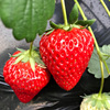 盆栽奶油草莓种籽子，种植四季种子白苗带土带盆大食用秧牛奶新苗