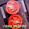 樱桃番茄种子阳台盆栽圣女果种籽超甜四季籽种蔬菜孑小西红柿风铃