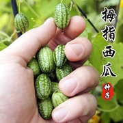 拇指西瓜种子超甜迷你西瓜种子四季盆栽小水果西瓜种籽种孑