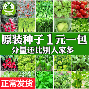 蔬菜种子盆栽阳台绿植物室内四季农家番茄大白萝卜生菠青香韭菜籽