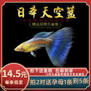 鱼时代日本天空，蓝孔雀鱼小型热带观赏兰尾礼服活体纯种鱼