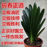 长春立板君子兰 宽短叶麻脸油匠胜利技师 花脸圆头花卉盆栽苗