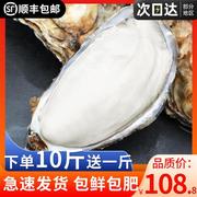 乳山生蚝鲜活牡蛎新鲜海鲜带箱10斤水产特大海蛎子商用