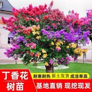 丁香花树苗园林绿化庭院风景树花木树木花卉别墅院子观赏地栽室外