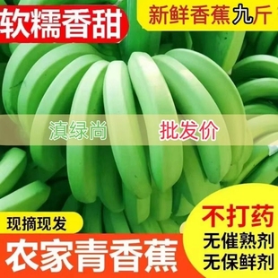 云南新鲜高山青(高山青)香蕉，现摘现发大香蕉，热带水果自然熟banana芭蕉