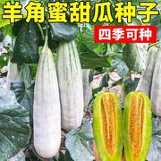 羊角蜜甜瓜种子绿宝石水果白沙蜜瓜四季阳台羊角酥香瓜蔬菜种籽孑