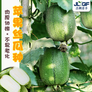 台湾苹果丝瓜种子高产农家肉菜瓜籽种春秋四季水瓜盆栽蔬菜种孑