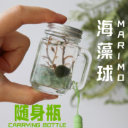 marimo幸福海藻球微景观生态瓶，随身瓶植物，桌面水培摆件治愈绿植