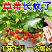 草莓营养液草莓专用肥防黄叶催开花促结果免稀释盆栽液体肥料