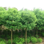 绿化苗木香樟树苗庭院植物，花卉香樟木树苗，四季常青驱蚊树种植