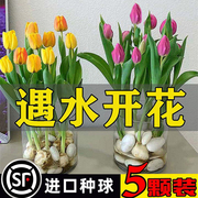 郁金香种球水培花卉盆栽百合重瓣四季开花好养活土养阳台花种子籽