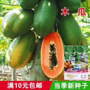 木瓜种子 果肉厚 甜美可口 营养丰富春季播种夏季秋季 水果种子