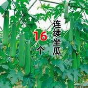 优比1号肉丝瓜种子6号高产种籽苗，春季蔬菜孑秧子水瓜南方菜籽秧苗