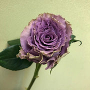 特洛伊42号公路月季，玫瑰花小苗复古紫色，阳台盆栽花园花卉绿植物
