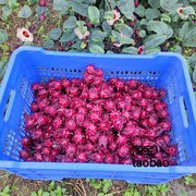 洛神花种子食神花种子玫瑰茄，阳台花卉玫瑰花，种子蔬菜籽50斤