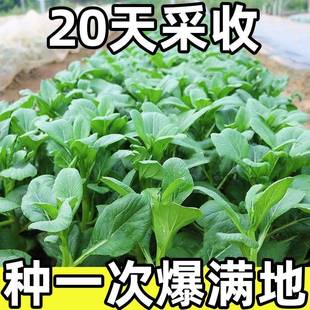 20天采收四季菜心种子四九，甜菜心种子广东，青菜籽盆栽蔬菜种子