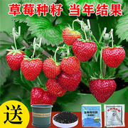 草莓种籽子水果苗四季结果，室内外易活蔬菜水果，盆栽植物花种子籽子