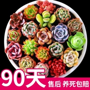 多肉植物室内盆栽大颗好养稀有组合含盆幼儿园花卉绿植物老桩懒人