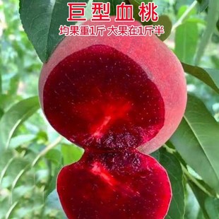 特大巨型红肉血桃苗早熟晚熟桃子，苗嫁接桃，树苗南北方种植当年结果
