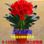 君子兰盆栽君子兰花君子兰花苗四季常青植物蝴蝶兰花