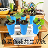 鱼菜共生设备无土栽培种植潮汐杯系统阳台种菜箱亲子教学种植器具