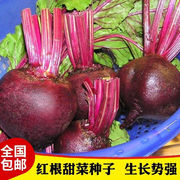 寿光蔬菜种子 甜菜菜种子红根甜菜种子 紫甜菜 紫菜头种子甜菜心