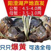 阳澄湖大闸蟹鲜活特大公螃蟹4.5-4.0两母蟹3.5-3两10只礼盒水