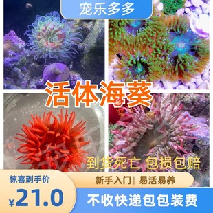 奶嘴海葵荧光绿奶嘴红奶嘴海葵活体珊瑚，绿地毯小丑鱼共生海葵软体