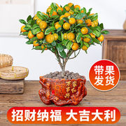 金桔树盆栽苗四季招财植物室内客厅