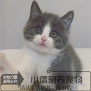 家养出售纯种蓝猫蓝白正八字粉鼻头英国短毛猫宠物幼猫活体q