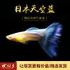 日本天空蓝孔雀鱼小型热带，观赏红草兰草尾白子，礼服纯种鱼活体