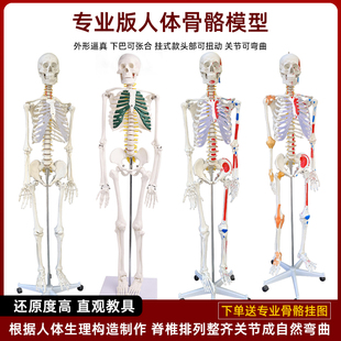 成人体肌肉骨骼结构全身，解剖骨架模型可拆卸医用脊椎小白骷髅教具