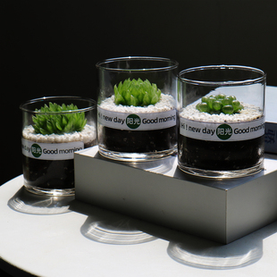 多肉植物玉露组合盆栽玻璃瓶办公桌懒人植物室内防辐射电脑绿植