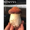 新鲜赤松茸姬松茸现摘现发赤松茸新鲜蘑菇，鲜菌菇火锅煲汤食材500g