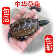 华草龟中小乌龟活线体塘外宠物长寿龟水龟金龟活物龟小观赏宠物龟
