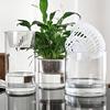 水培植物玻璃瓶，透明直筒圆柱形花瓶简约绿萝白掌水养玻璃容器
