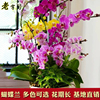 蝴蝶兰花苗盆栽现带花客厅室内植物花卉四季好养活 年宵花花