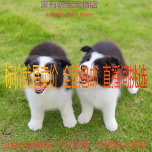 边牧幼犬纯种活体陨石宠物狗犬舍高智商赛级双血统边境牧羊犬幼崽