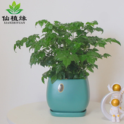 小幸福树绿宝盆栽室内办公桌面植物吸甲醛净化空气深圳广州绿植