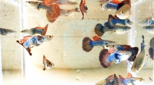 家养红龙血红马赛克蓝白蓝礼服等多品种孔雀鱼，视频选鱼泰系越系