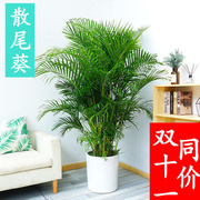 散尾葵盆栽室内大型植物，小凤尾竹万年青(万年青)办公室内四季常青客厅