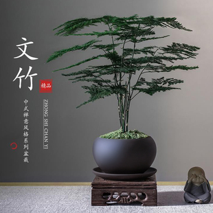 文竹盆栽植物室内客厅，中式禅意盆景，好养绿植办公室摆件高端花卉