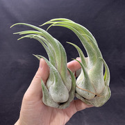 空气凤梨植物犀牛角，一物一拍形态超美实物如图少量