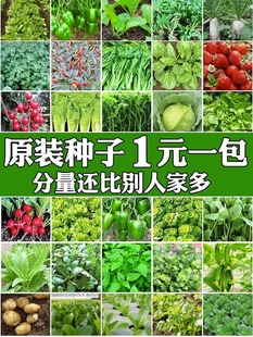 四季蔬菜种子香菜菠菜青菜，葱油麦菜白菜，萝卜籽黄瓜南方生菜籽种孑