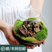 瓶中植物生态瓶青苔苔藓微景观绿植物盆栽鲜活创意diy小盆景