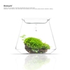 bioloark生物方舟泡泡杯生态，瓶苔藓瓶微景观，桌面景观摆件玻璃绿植
