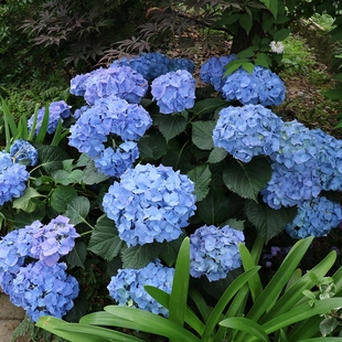 绣球花苗套餐室内阳台庭院植物花卉盆栽八仙花无尽夏绣球四季开花